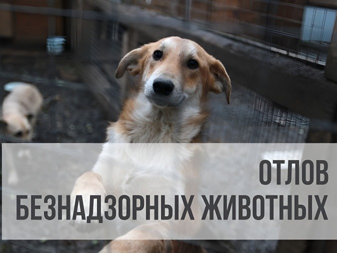 Внимание, отлов безнадзорных животных.