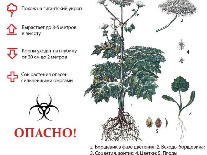 Опасно: борщевик Сосновского.